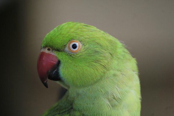 Wie tragen verschiedene Vogelarten zur Samenverbreitung bei?