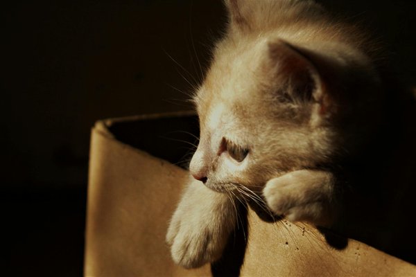 Wie sollte ich mit einer scheuen oder ängstlichen Katze umgehen?